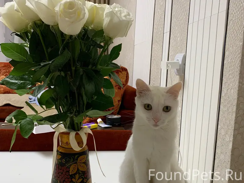 Пропала белая кошка Джесси, Южный