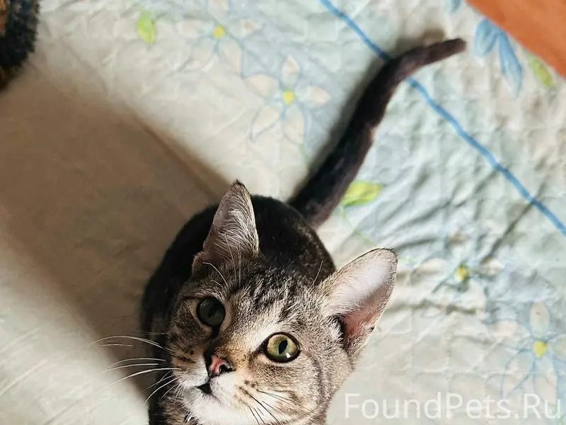 Пропал кот, улица Можайская