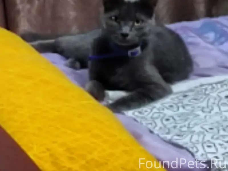 Пропал кот Беня, серый окрас, синий ошейник