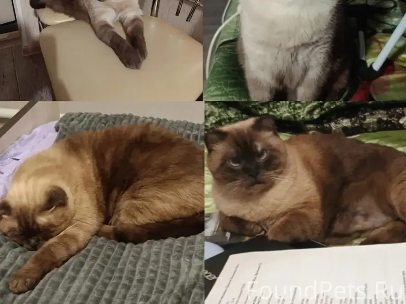 Пропал кот, улица Калинина 146