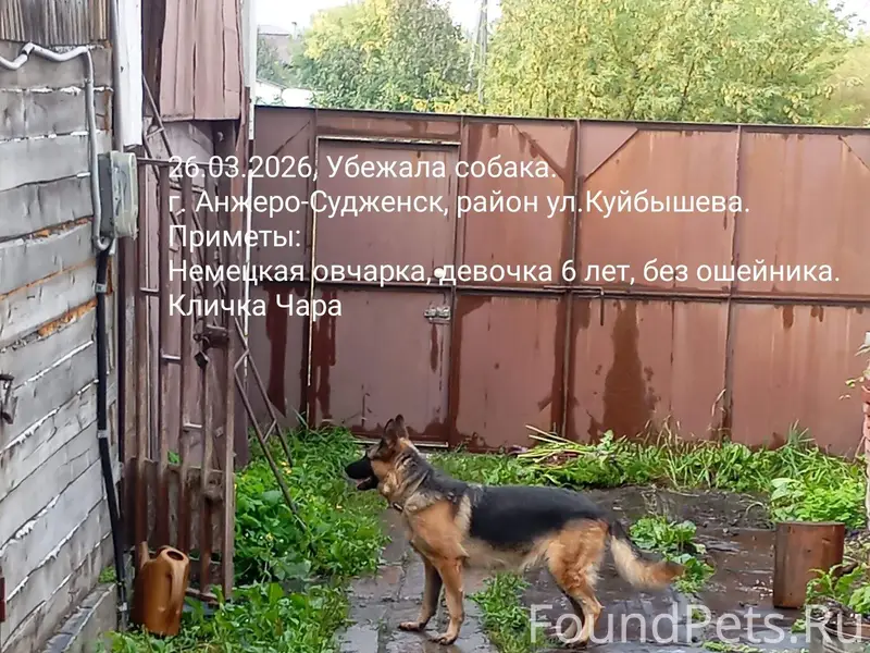 Пропала немецкая овчарка Чара, Анжеро-Судженск