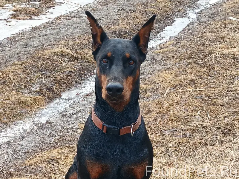 Пропала собака, без местоположения