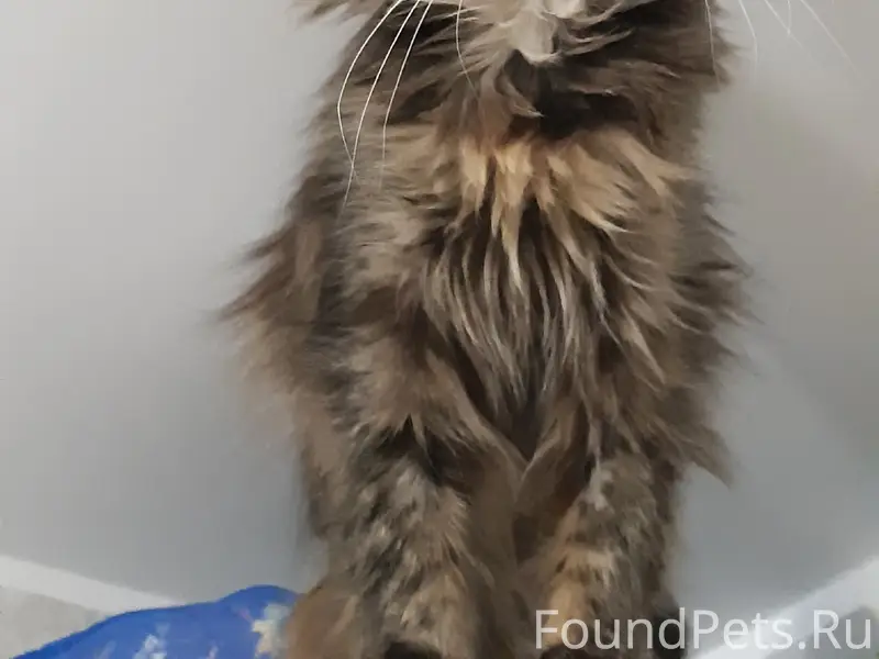 Найдена кошка, место не указано