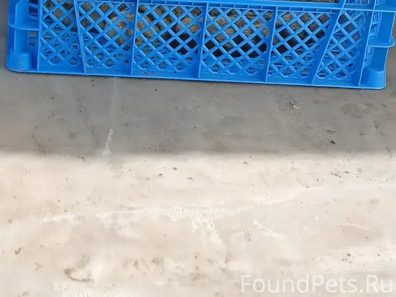 Найден кот, 2-я Дачная улица