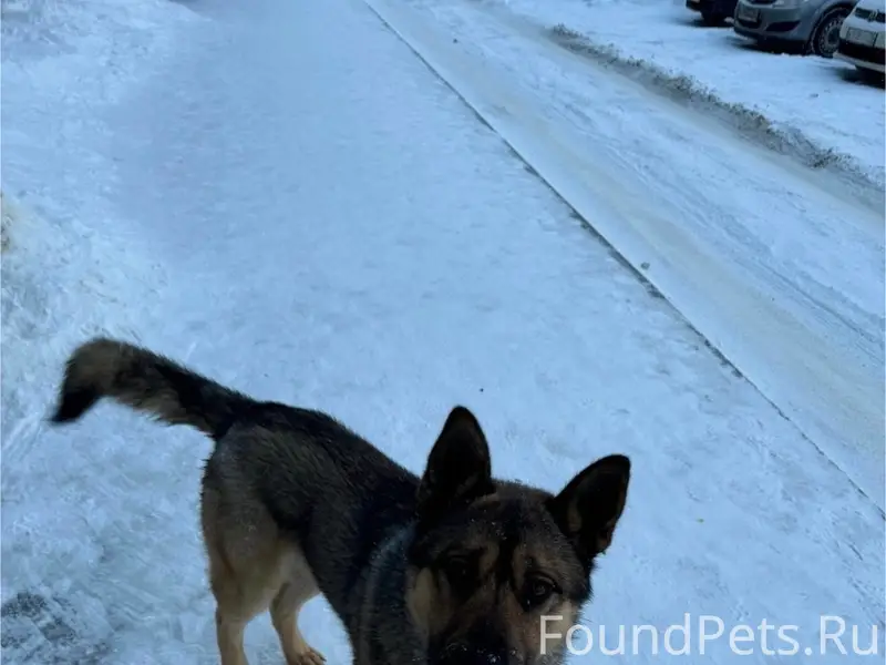 Пропал пёс Малыш, Тоншалово