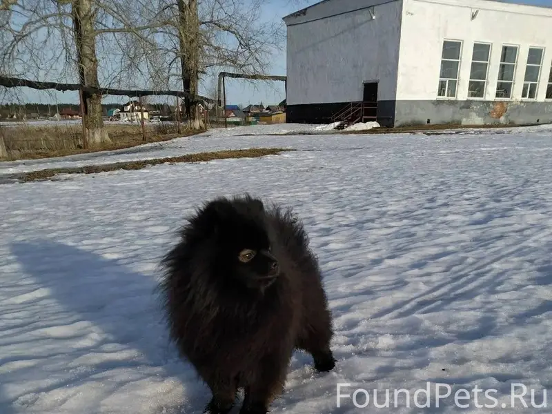 Пропал шпиц Арчи