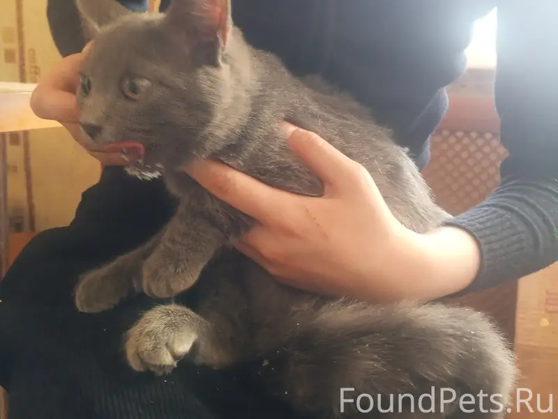 Найдена кошка, район загса