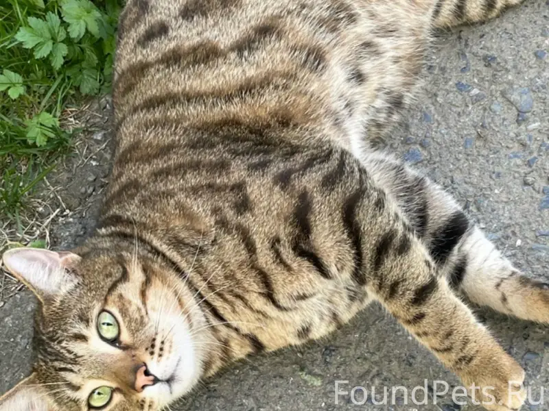 Пропал кот Стив, район пионеров 3