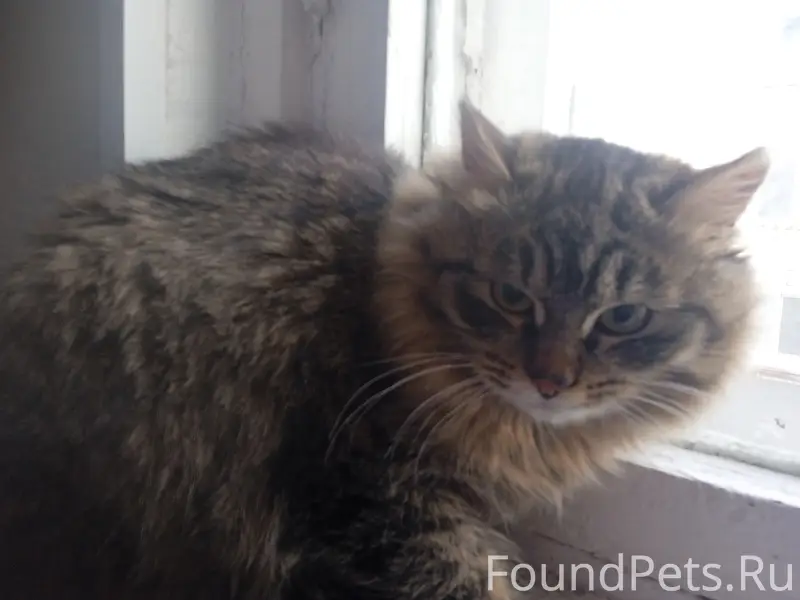 Пропала кошка Милка, ул. Строительная 6