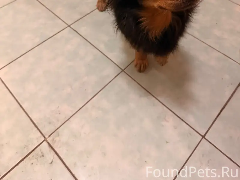 Найден тип собака, [место] Михайловский шоссе