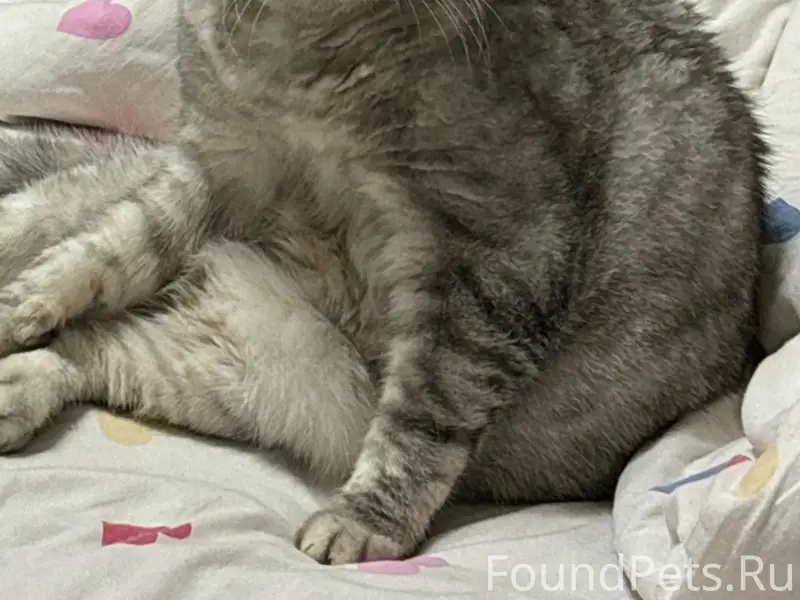 Пропал кот Самсон, улица Кавказская