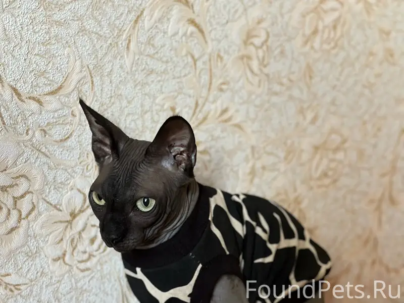 Пропал кот, центр посёлка