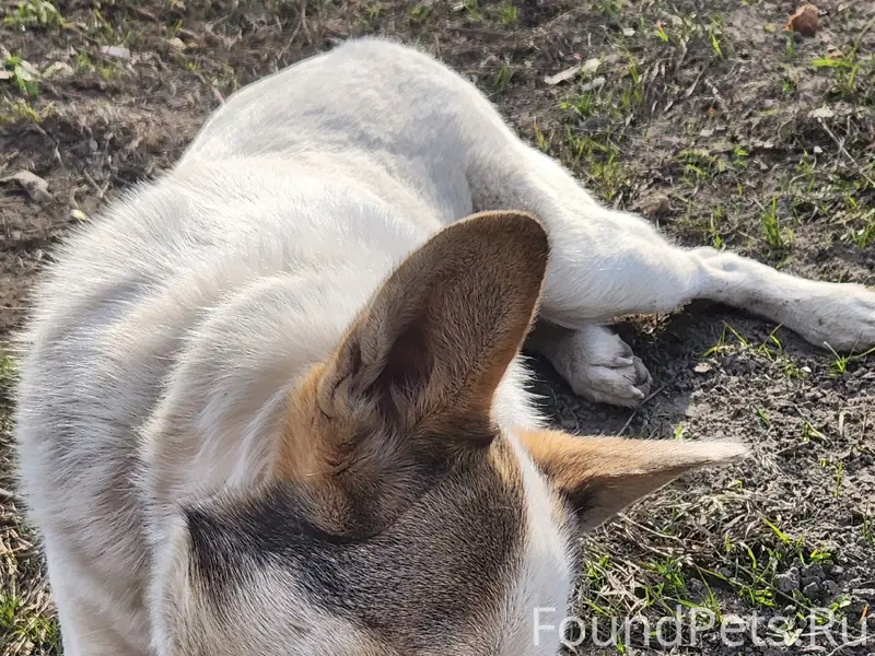 Найден пёс, Центральный район