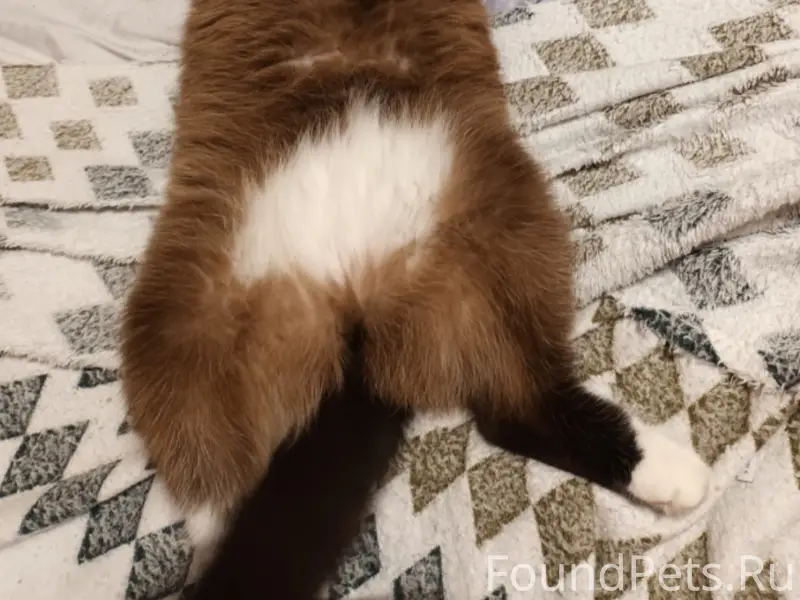 Пропал беспородный кот, ул. Максима Горького