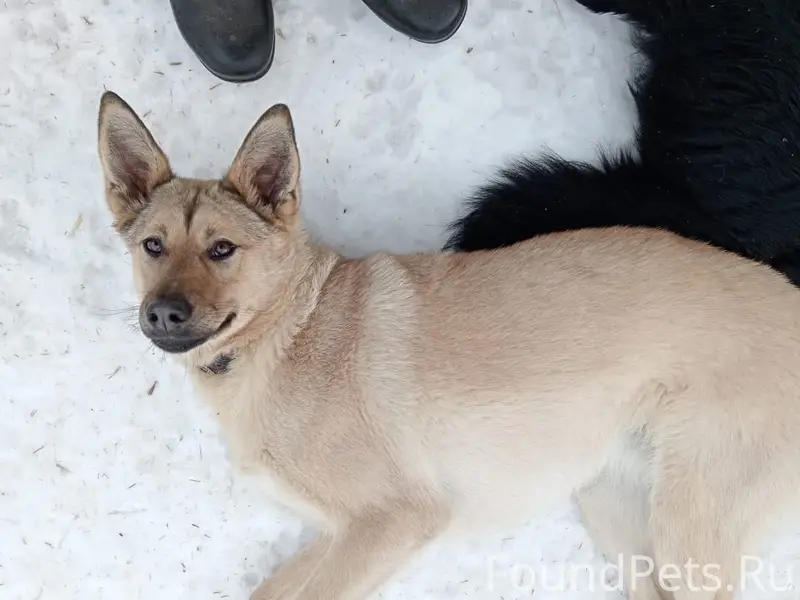 Пропала собака, Екатеринбург, Уралмаш