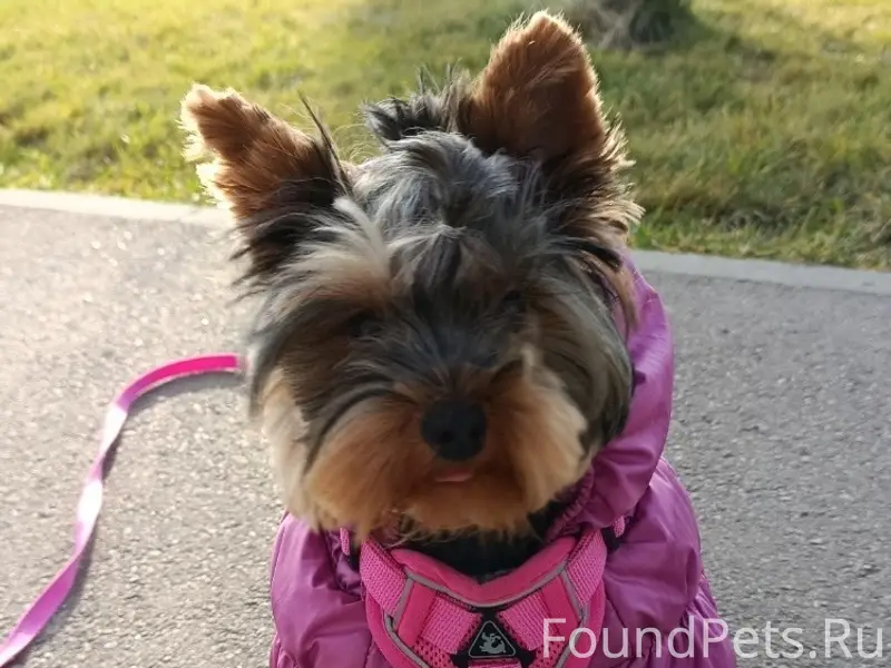 Пропала собака, Заводской район Саратова