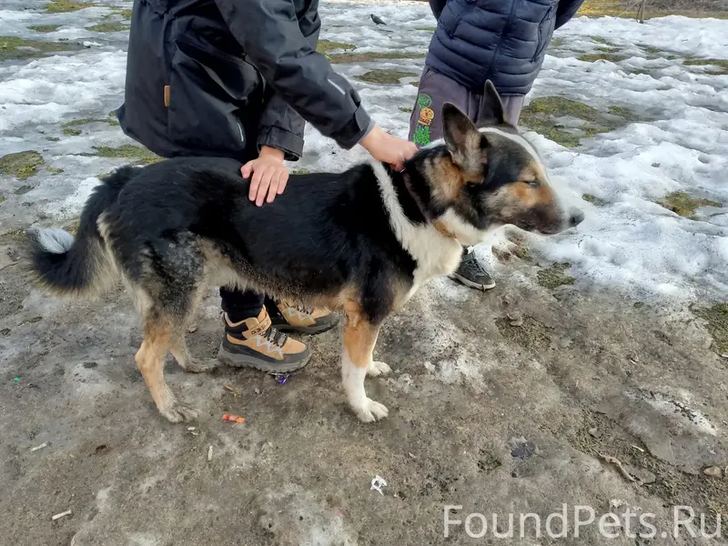 Найден пёс в ошейнике, около 9 школы