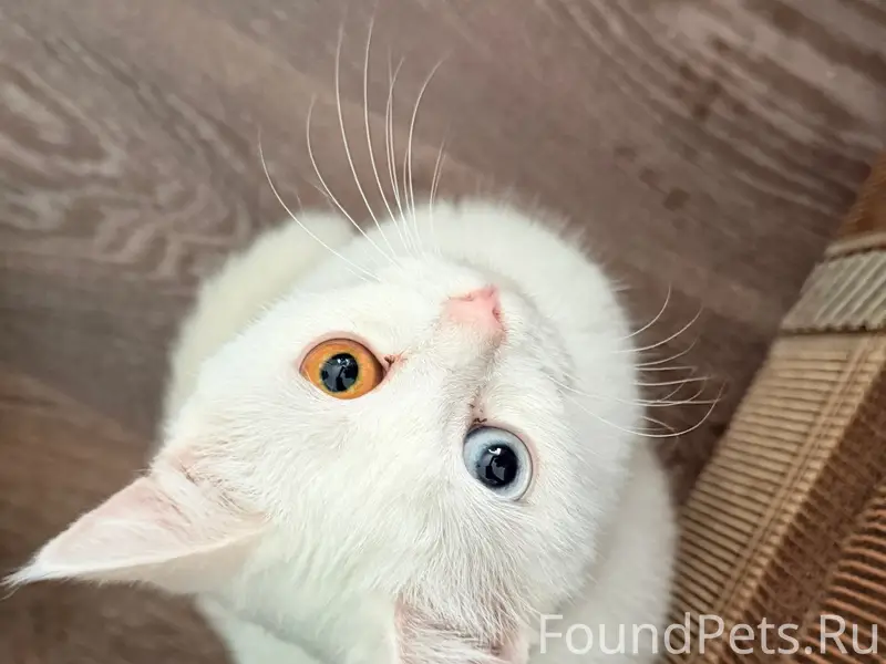 Пропала кошка, белая, район Коммунистической