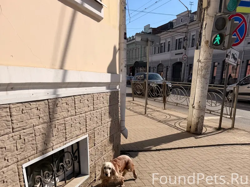 Пропала собака, Советская 45а