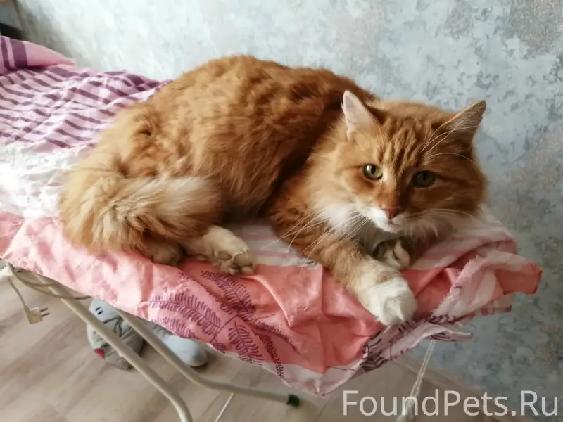 Пропал кот Персик, район ул. Академическая