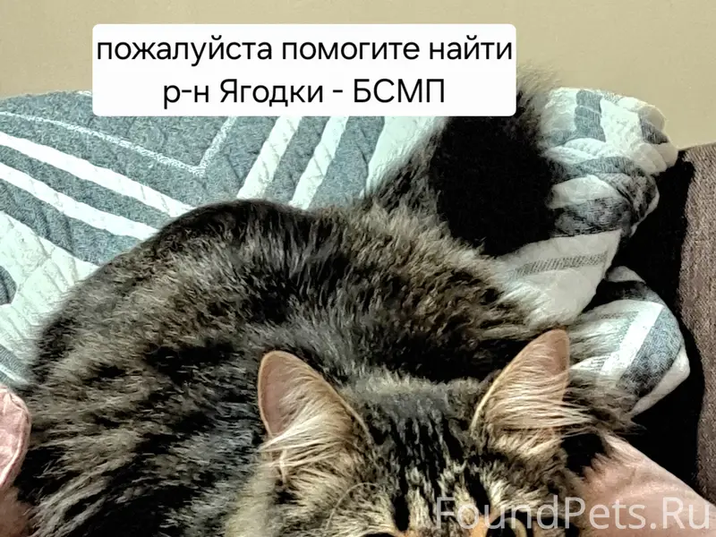 Пропал кот Масяня (Малец), Новочеркасск