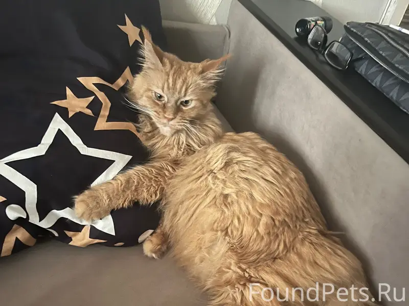 Пропала кошка Мейн-кун, Комсомольский — Энтузиастов