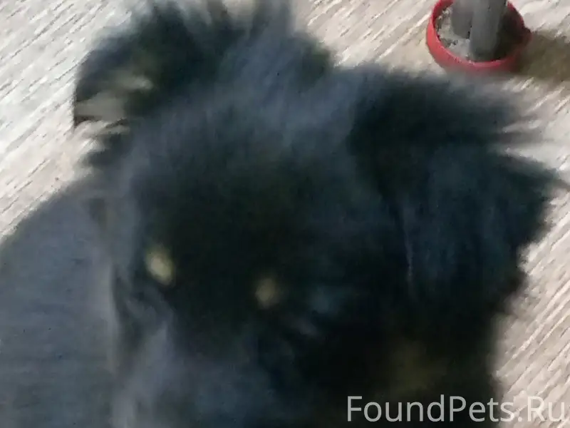 Пропала собака
