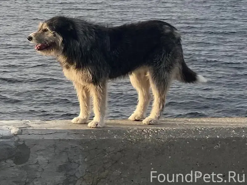 Пропала собака Пискля, Дзержинский район