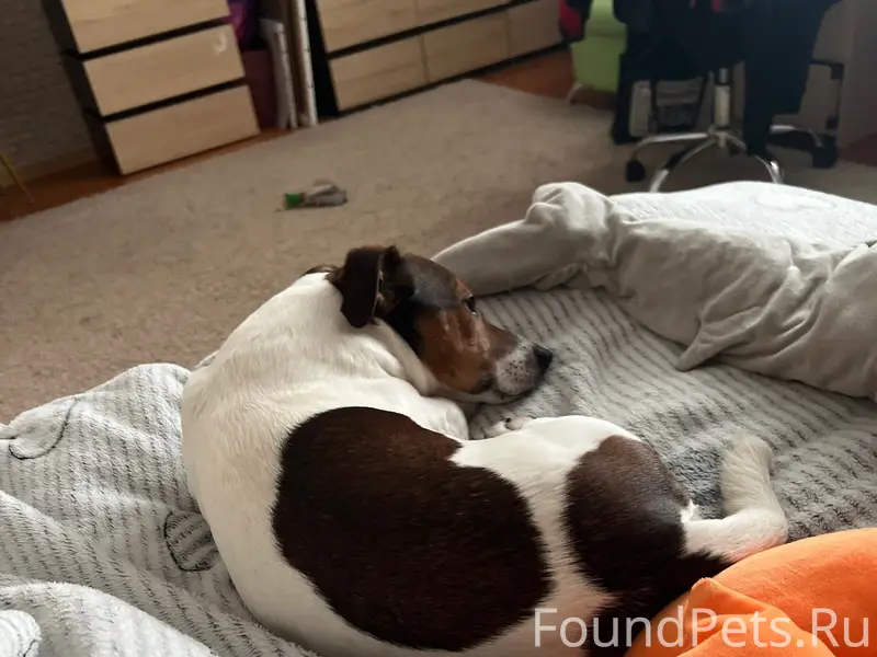 Пропал Джек Рассел Марс, база отдыха Селькин пруд