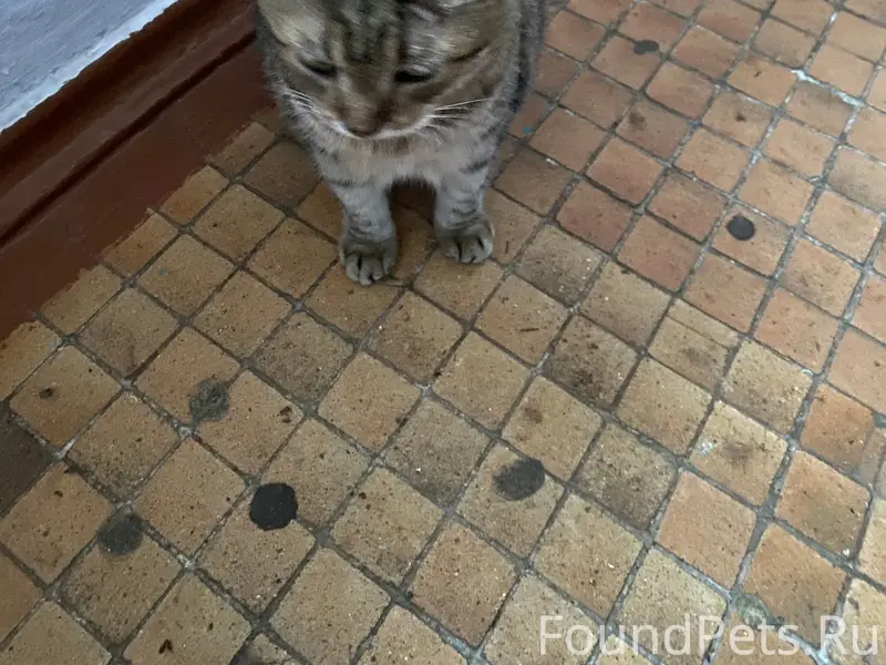 Найдена кошка, ул. Ленина, д. 10