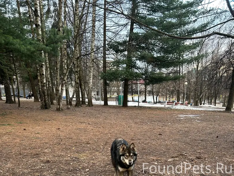 Пропал метис хаски, замечен у дк Нефтяников