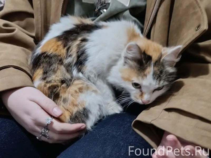 Найдена кошка, примерно годик