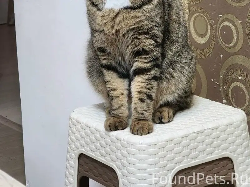 Пропал кот Томас, район ул. Геологов