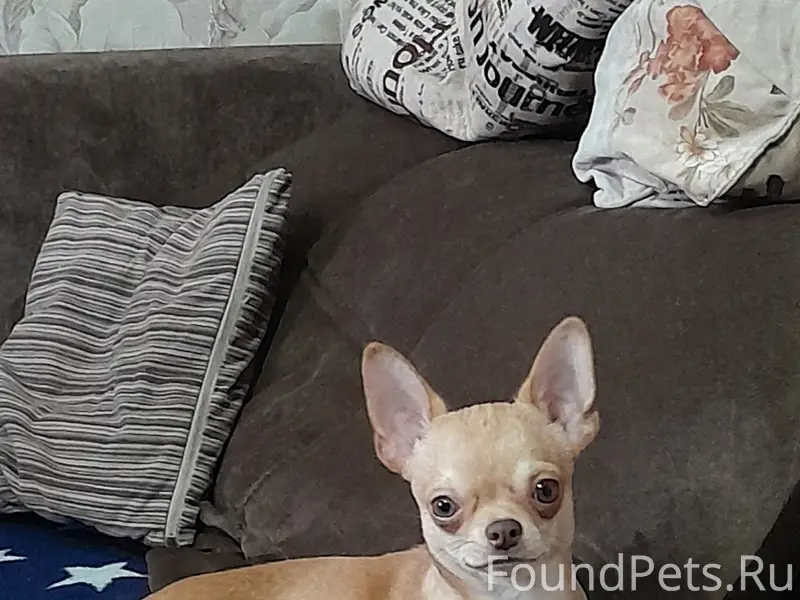 Пропала собака, Прокопьевск