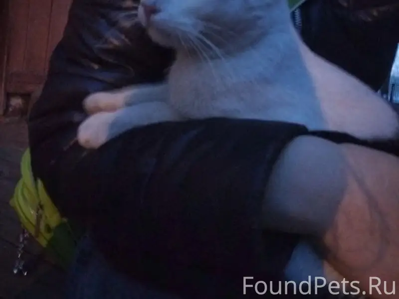 Найдена кошка, улица Трактовая