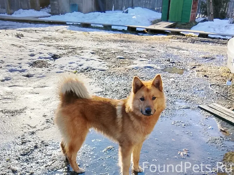 Пропал Бакс (Лайка), рыжий, между Кяппесельгой и Уницей