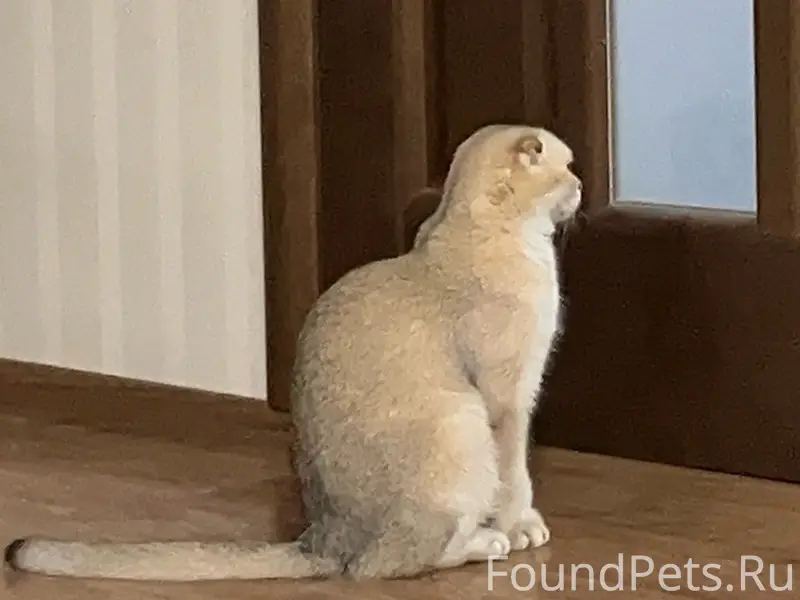 Пропала кошка, район Перекопской 17