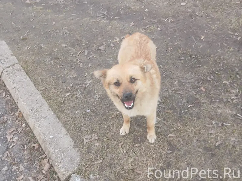 Найден щенок, территория ЦРБ