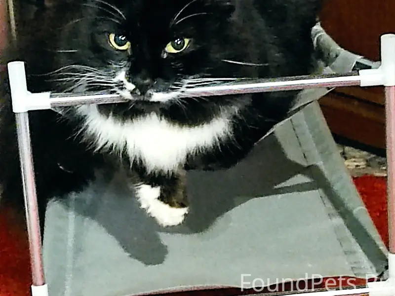 Пропал кот Мурзика, Старое шоссе