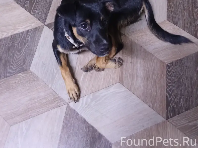 Найденна собака, Осковский