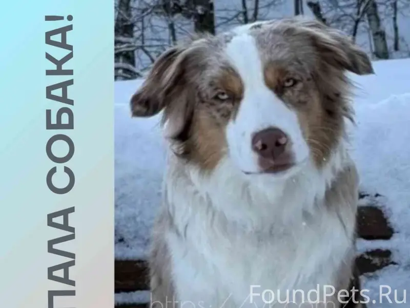 Пропала собака Иззи, Энгельс, район Анапы