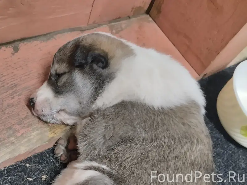 Найден щенок, мальчик