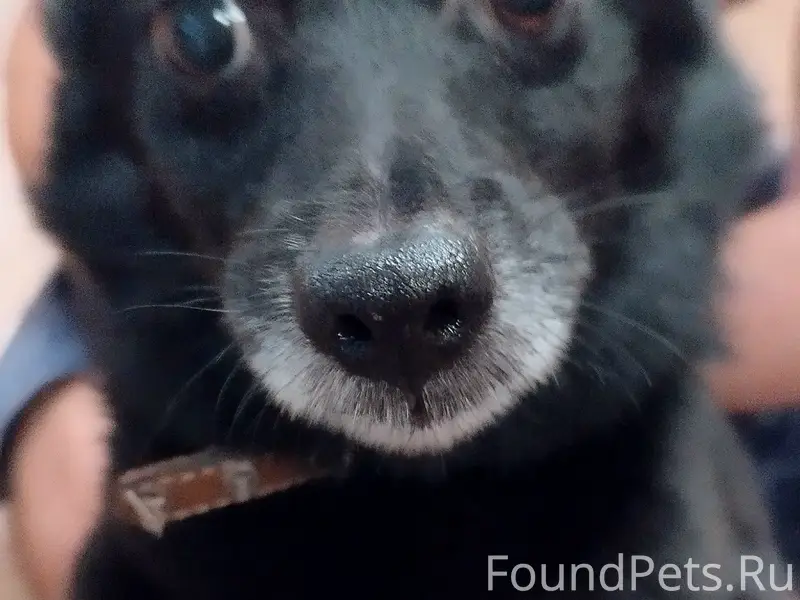 Пропал Мишка, частный сектор