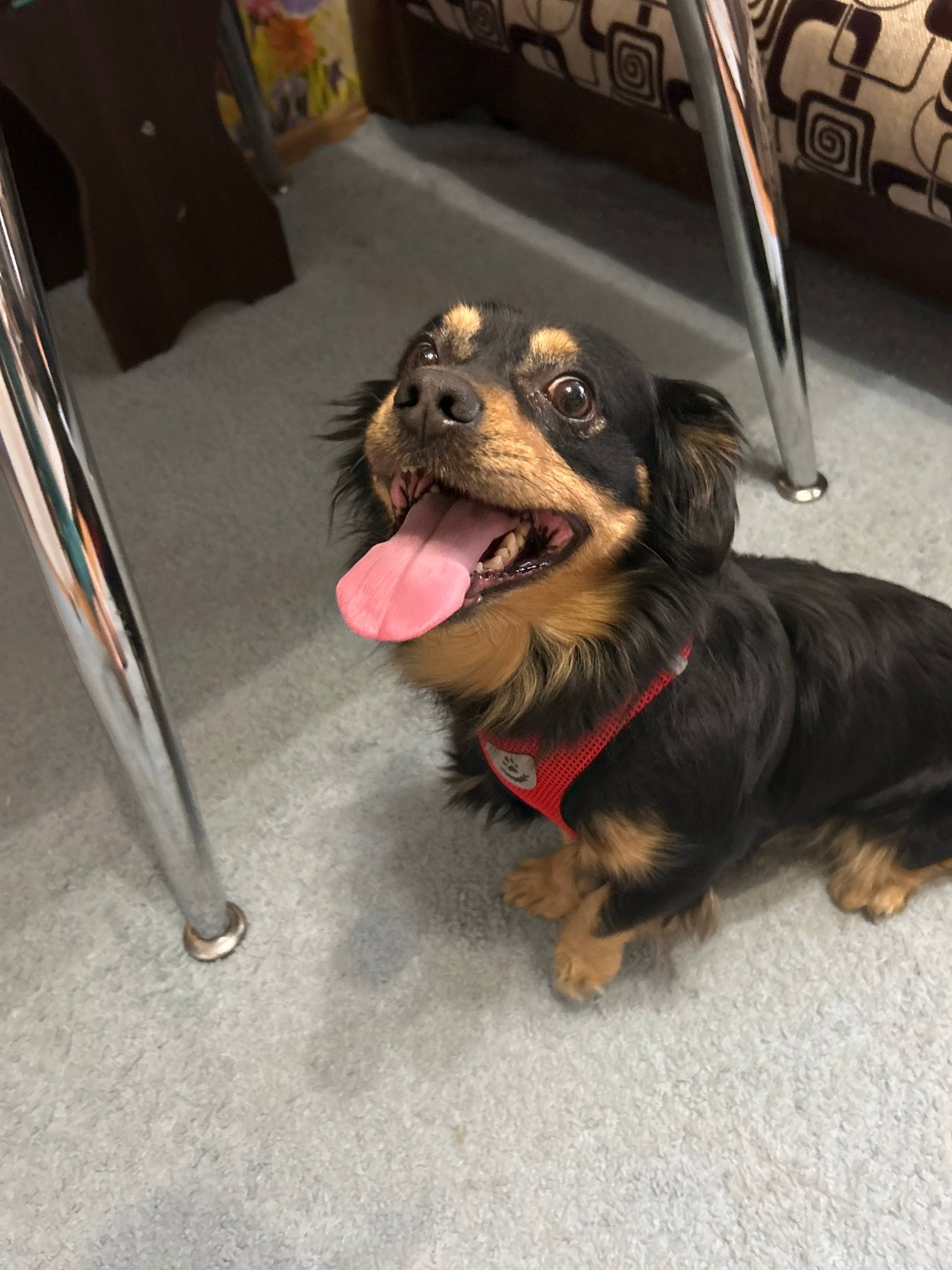 Найден мальчик-собака, домашний