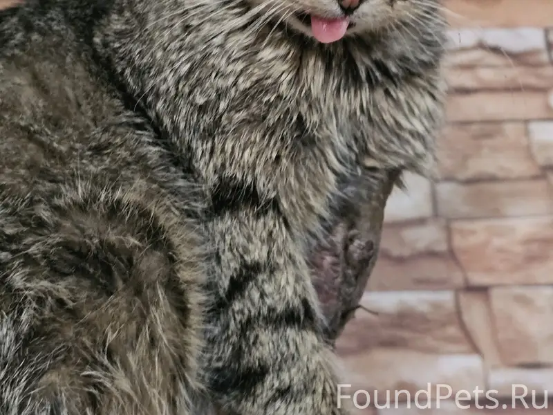 Пропал кот без передней лапки, с. Хоперское