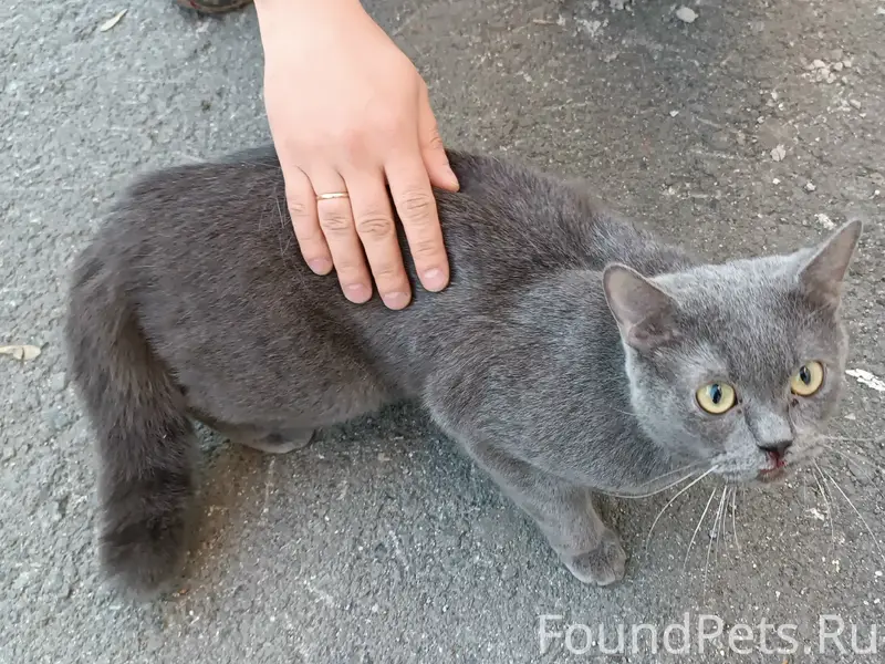 Найден серый кот, Орджоникидзе 25