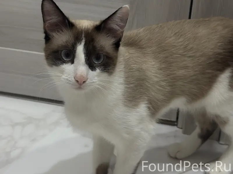 Пропал кот, окрас бело-коричневый, с пятнами хвост темный 