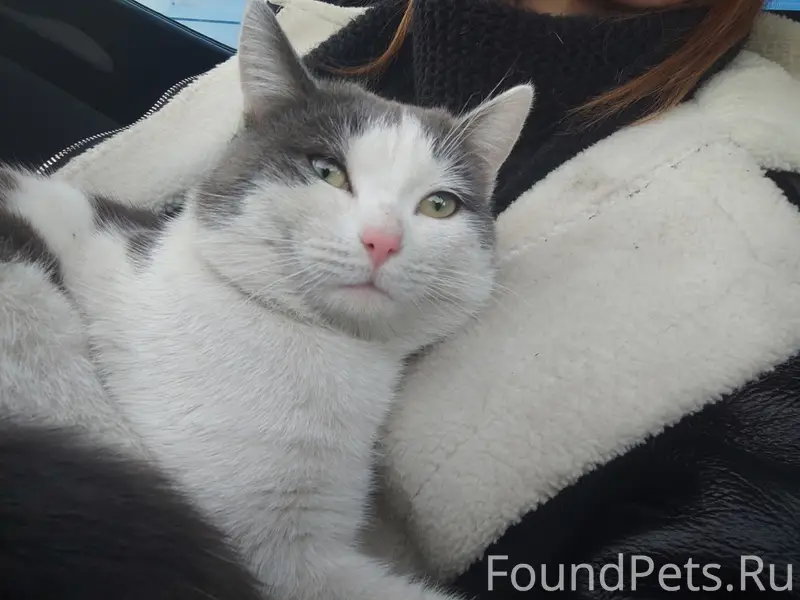 Найден кот серо-белого окраса, Чкаловский район