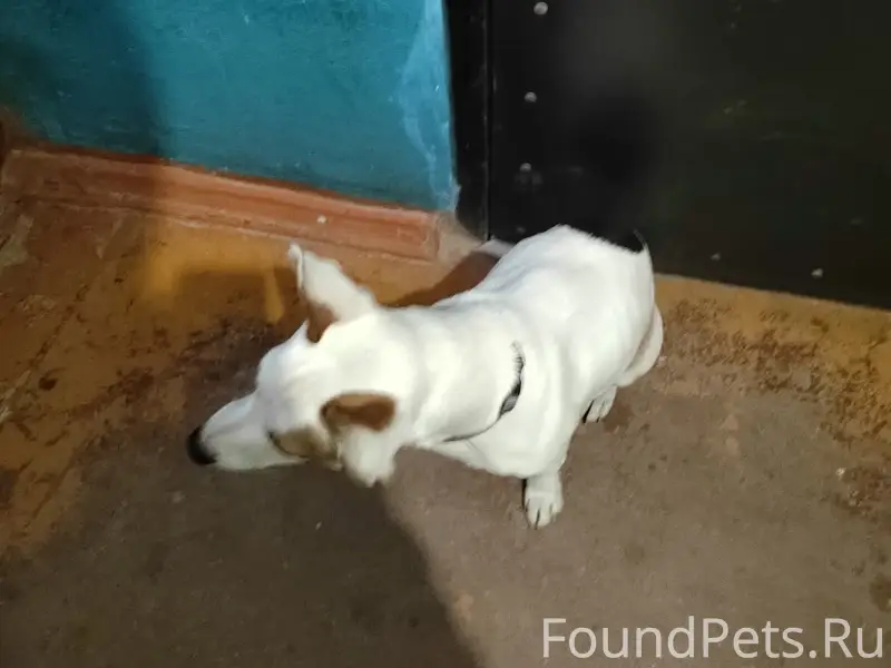Найден пёс, Ржев, Первомайская 30/4