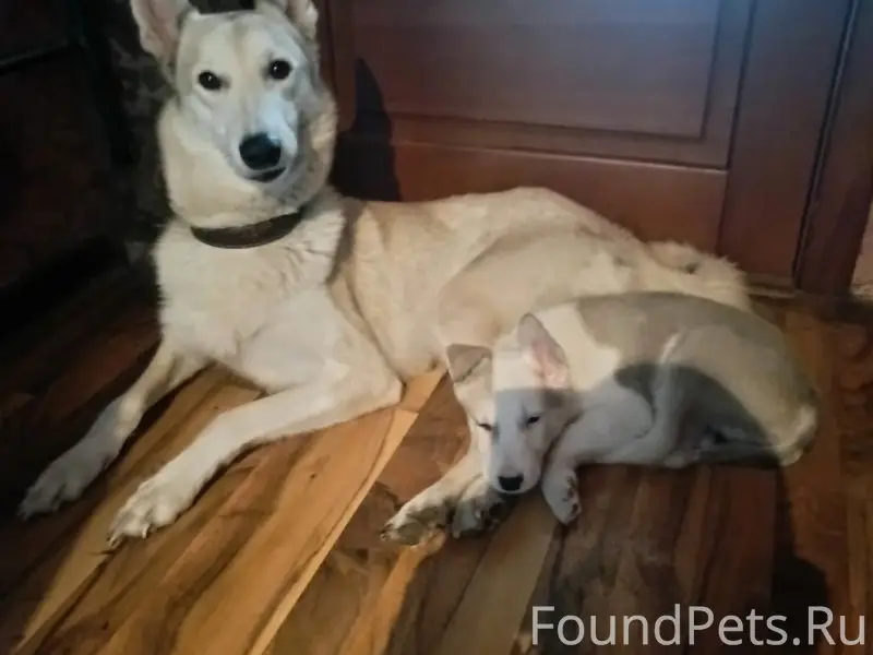 Пропала Западно-сибирская лайка Линда, технологическая Луковецкая дорога